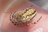 Aculepeira armida