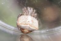 Gibbaranea bituberculata