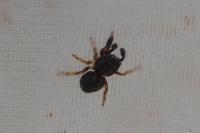 Ballus rufipes
