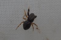 Ballus rufipes