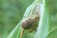 Philodromus