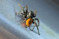 Philaeus chrysops
