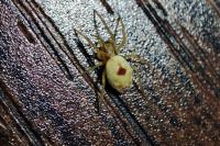 Nigma puella