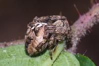 Araneus angulatus