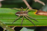 Dolomedes fimbriatus / Dolomedes plantarius