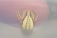 Runcinia grammica