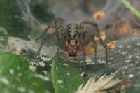 Agelena labyrinthica