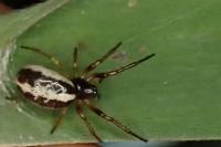 Singa nitidula
