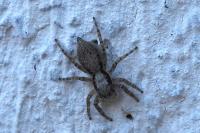 Menemerus taeniatus