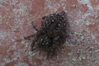 Attulus pubescens