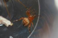 Araneus diadematus