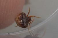Cyrtarachne ixoides