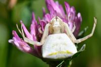 Thomisus onustus