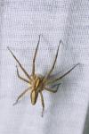 Pisaura mirabilis