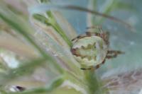 Larinioides sclopetarius