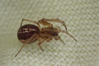Pachygnatha clercki