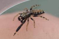 Marpissa nivoyi