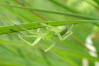 Micrommata virescens