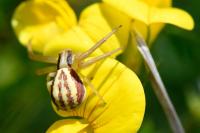 Runcinia grammica