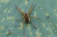 Dolomedes