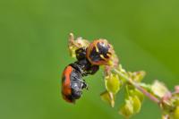 Synema globosum