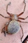 Olios argelasius