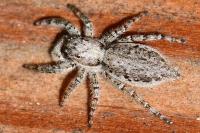 Menemerus taeniatus