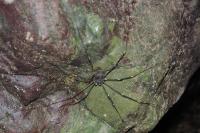 Gyas titanus