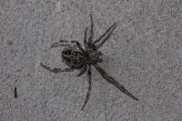 Larinioides sclopetarius