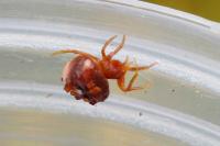 Cyrtarachne ixoides
