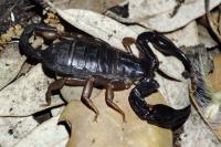 Euscorpius flavicaudis