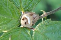 Neoscona subfusca