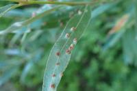 Aculus tetanothrix