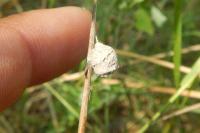 Agroeca