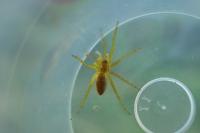 Dolomedes