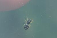 Heliophanus