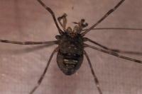 Dicranopalpus ramosus