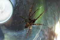 Metellina merianae