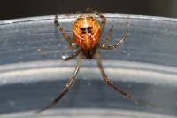 Parasteatoda simulans