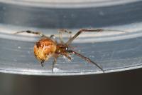 Parasteatoda simulans