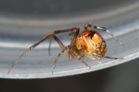 Parasteatoda simulans