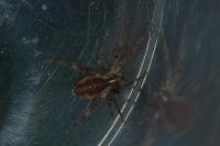 Pisaura mirabilis
