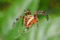 Araneus diadematus