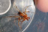 Linyphia triangularis