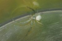 Misumena vatia
