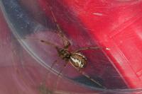 Linyphia triangularis