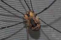 Leiobunum rotundum