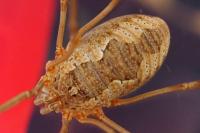 Phalangium opilio