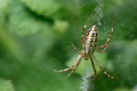 Argiope bruennichi