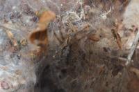 Agelena labyrinthica